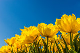 Yellow tulips against a blue sky