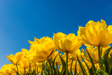 Yellow Tulips Against A Blue Sky