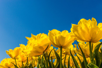 yellow tulips against a blue sky