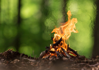 bonfire in spring forest