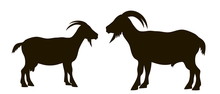 Silhouette Of Goats
