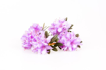 Wall Mural - Rhododendron flowers composition on a white background