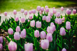 Fototapeta Tulipany - frühling blumen