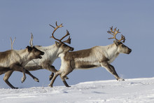 Reindeer That Run On A Snowy Tundra Winter Day