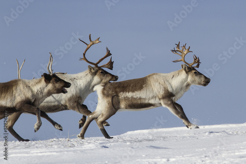 Fotografia Reindeer that run on a snowy tundra winter day