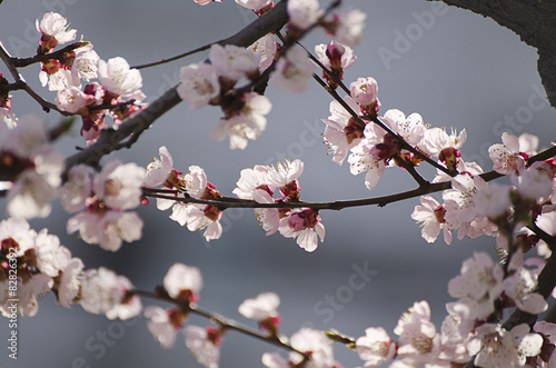 Fototapeta na wymiar Apricot tree flower