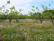 Chestnut forest and dandelion fluff