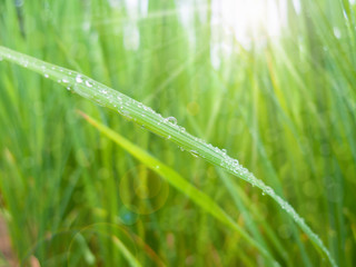 Wall Mural - close up of rice leaves