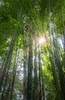 Fresh  bamboo forest