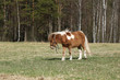 Pony in the pasture