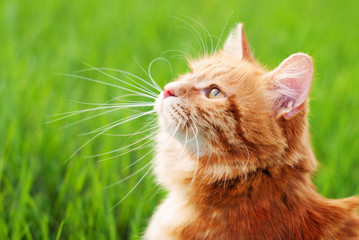 Wall Mural - Cat in the Green Grass in Summer. Beautiful Red Cat