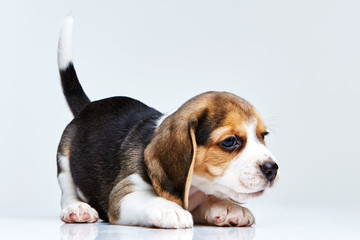 Wall Mural - Beagle puppy on white background