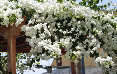 white bougainvillea flowers