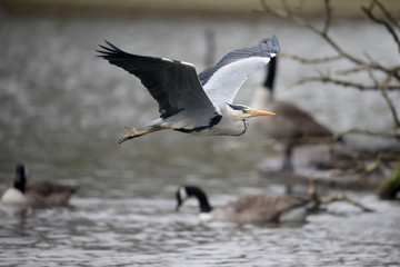 Wall Mural - grey heron, ardea cinerea