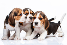 Beagle Puppies On White Background