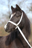 Black welsh mountain pony