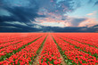 Tulip field in Netherlands