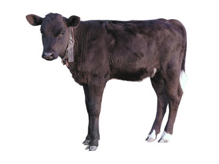 Beautiful black little pretty calf isolated over white