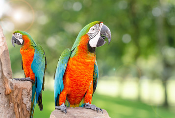 Wall Mural - Two parrot standing on dry tree in forest