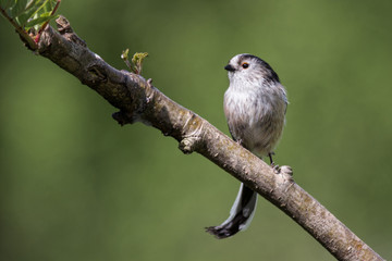 Aufkleber - Long-tailed tit perched on a diagonal branch 