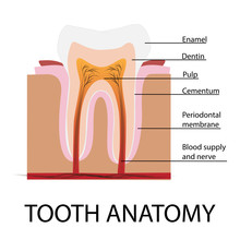Vector Tooth Anatomy Illustration With Description