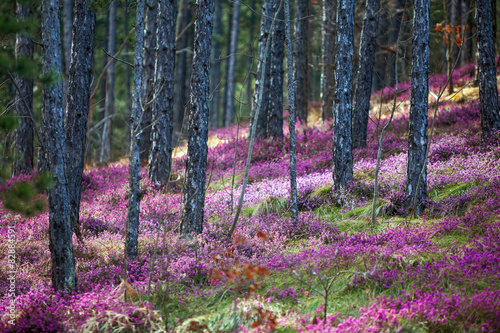 Obraz w ramie Forest heather