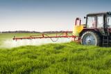 Fototapeta  - Tractor spraying wheat field