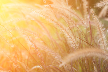 Wall Mural - Grass with morning light