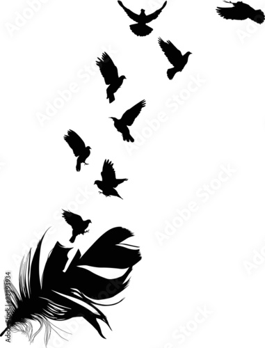 Download doves flying from feather silhouette isolated on white ...