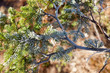Frozen spruce branch