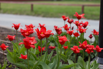 colorful tulips, tulips in spring