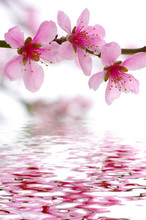  Pink Blossoms