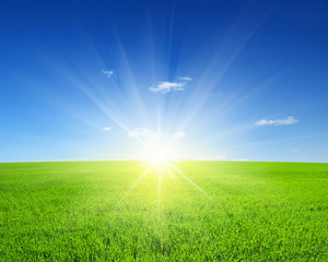 Wall Mural - field and sun