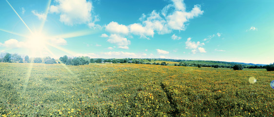 Wall Mural - Prateria con erba e fiori e un bel cielo con nuvole e sole