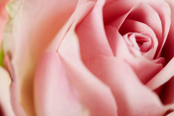 Wall Mural - Close up pink rose