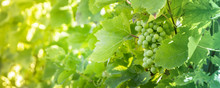 White Grapes Background.