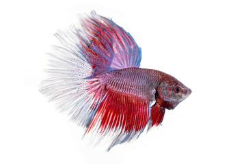 Sticker - siamese fighting fish , betta