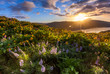 beautiful sunrise and wildflowers at rowena crest viewpoint, Ore