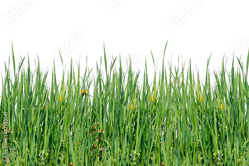 Naklejka nad blat kuchenny Green grass.