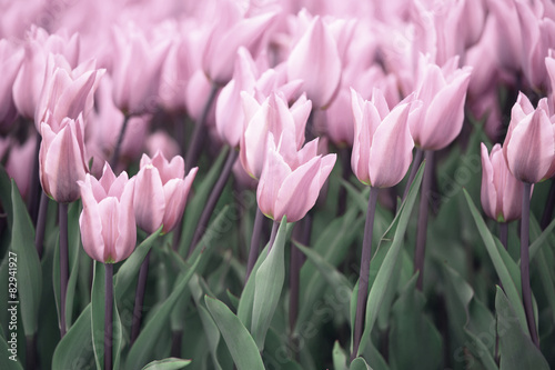 wiele-miekkich-fioletowych-kwiatow-tulipanow