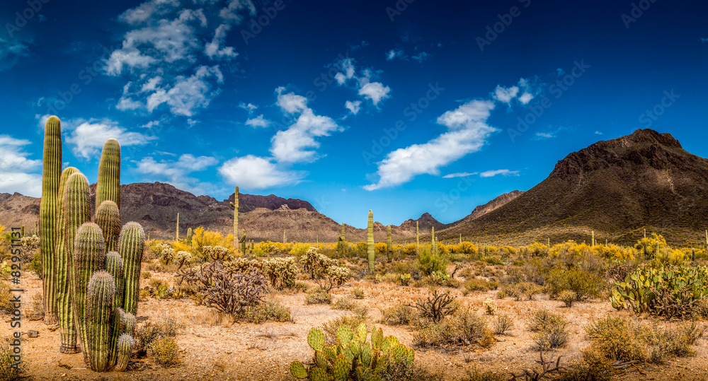 Arizona Desert Ladscape - obrazy, fototapety, plakaty 