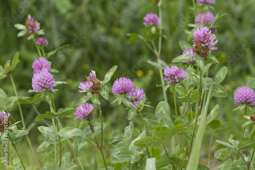 Fototapeta na wymiar wildflowers in the filed