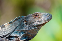 Iguana In Costa Rica