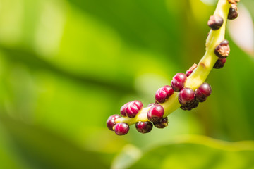 seed of Malabar Nightshade , Ceylon Spinach , one of vegetable i