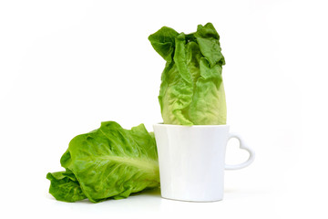 Baby Cos lettuce put in beautiful cup isolate on white