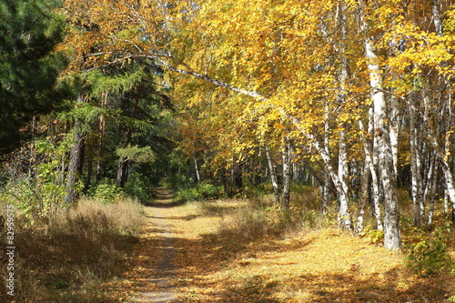 Naklejka na szybę Gold autumn landscape - path in a mixed forest