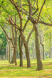 © sarayuth3390 - Row of trees in Green meadow