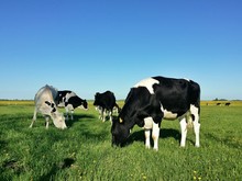 Artgerechte Haltung Von Kühen In Brandenburg, Deutschland