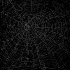 Wall Mural - dense gray an white spider web