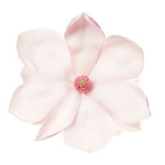 Magnolia, pink spring flower isolated on white, clipping path